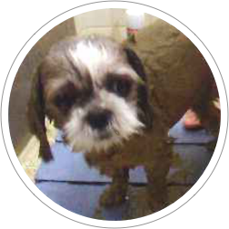Shih Tzu