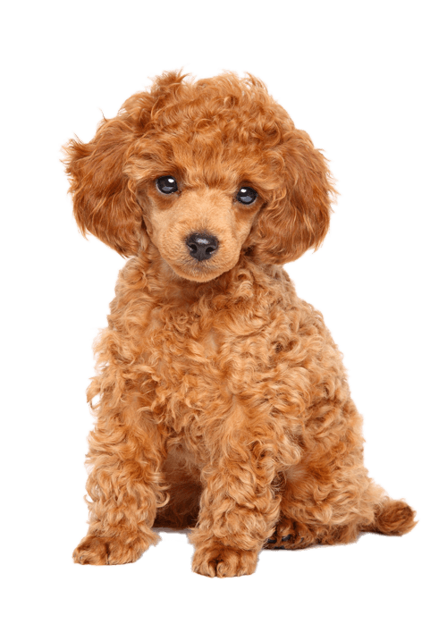 川越市のトリミング サロン Dog Salon Lulunchi ルルンチ